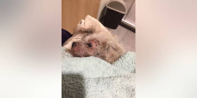 "He yelped in pain, dirt in every part of him," Kaylee Belanger wrote about the moment she found Chico buried alive. "He felt flat like a pancake from the rock weighing him down the hole."