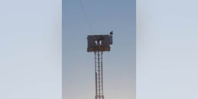 An eagle in Minnesota spent a moment of 9/11 perched in a fitting place on Highway 10.