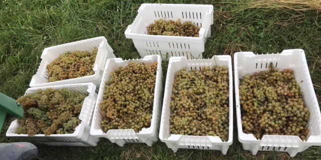 0454e745-grapes