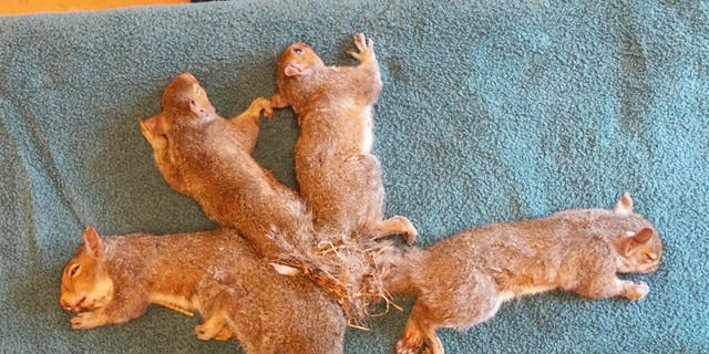 Wildlife rehabbers with the Wisconsin Humane Society worked to untangle the tails of five young squirrels on Thursday after they became "hopelessly entangled" in their nest.