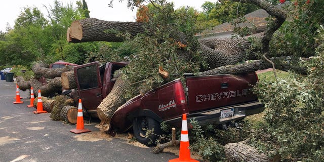 A centuries old massive oak tree came crashing down and crushed this truck after collapsing in a neighborhood in Pleasant Hill, Calif., Thursday, Aug. 30, 2018. Several parked vehicles were destroyed when the tree fell overnight. (Rick Hurd/East Bay Times via AP)