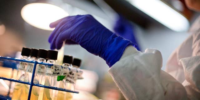 In this file photo from 2013, a microbiologist works with tubes of bacteria samples in an antimicrobial resistance and characterization lab within the Infectious Disease Laboratory at the Centers for Disease Control and Prevention (CDC) in Atlanta, Georgia.