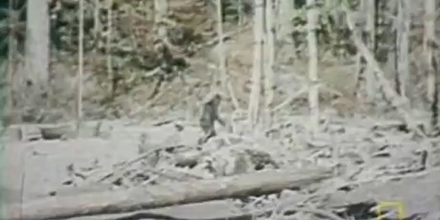 Bigfoot sightings: 8 best states to see the legendary Sasquatch | Fox News