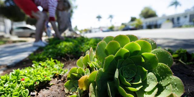 FILE -- In this July 9, 2014 file photo a woman works among drought-tolerant plants in her front yard in San Diego. Water use in San Diego plunged 24 percent in June well past it's target of 16 percent. (AP Photo/Gregory Bull, file)