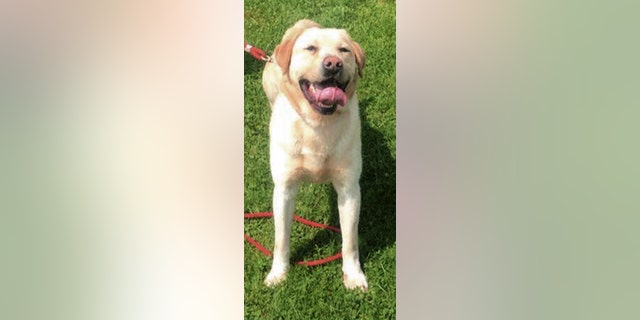 This undated photo provided by the Pennsylvania Department of Corrections shows a yellow Labrador retriever K-9 dog named Totti. After a bench trial on Wednesday, Oct. 19, 2016, Chad Holland, a former Pennsylvania corrections officer, was found guilty of animal cruelty charges following the death of his K-9 partner Totti, left in an unattended car with the windows and doors closed on July 7, 2016. (Pennsylvania Department of Corrections via AP)