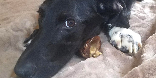 The dog currently has his front legs in casts to help fix his wayward bones and Crotty is confident Ping will find a loving family to adopt him.