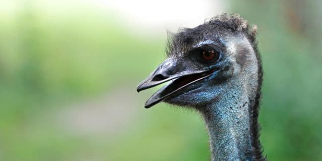 The Brockton Police Department said calls started coming in at about 9:35 p.m. on Thursday about an emu running loose through the streets.