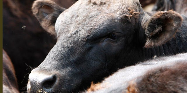 This Tuesday, June 28, 2011 photo shows a Wagyu bull named Hercules at Meadows Farm in Cazenovia, N.Y. Kobe beef from the United States can't be called Kobe. Because of an import ban, Kobe-style or Wagyu beef is the closest most Americans can come to tasting the legendary meat. (AP Photo/Mike Groll)