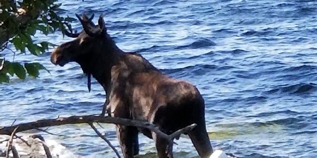The moose in Lake Champlain in South Hero, Vt. Wildlife officials said the animal had crossed the lake and made it to shore, but went back in the water, after likely feeling threatened, and drowned.