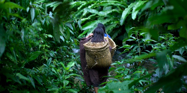 FILE- In this Oct. 1, 2013 file photo, Ashaninka Indian girls walk through a forest path as they return to their village after shopping in the nearby village Kimkibiri Baja, Pichari district, Peru. According to environmentalists Peru has cut down 70 thousand square kilometers of forest, an area larger than the Dominican Republic and El Salvador put together. As illegal loggers operate in Ashaninka Indian lands and murder Ashaninka leaders, the environmentalist at the U.N. Climate Change Conference, claim that Peru is ignoring its best allies in the fight against deforestation. (AP Photo/Rodrigo Abd)