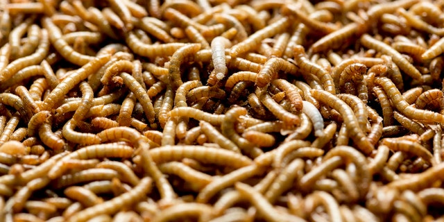 File photo: Mealworms used for human consumption are seen at the Kreca breeding facility in Ermelo April 4, 2014. (REUTERS/Michael Kooren)