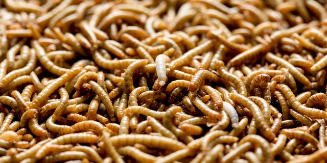 File photo: Mealworms used for human consumption are seen at the Kreca breeding facility in Ermelo April 4, 2014. (REUTERS/Michael Kooren)