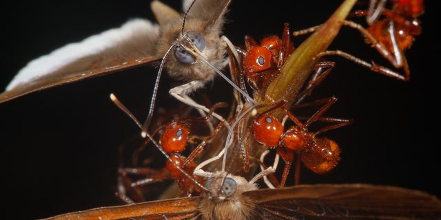 A new study has shown a strange relationship between a butterfly species and the ants it hangs out with. While the larvae and the ants provide mutual benefits to each other, the adult butterflies are freeloaders that stea