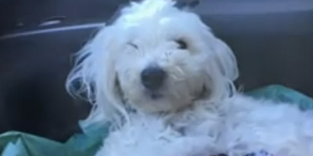 Rex, an 18-month-old Bichon and Maltese mix puppy, was thrown out of a car Thursday on a California interstate after his back legs were tied up. (Fox 40)