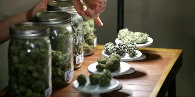 A vendor points out the variety of marijuana for sale at the grand opening of the Seattle location of the Northwest Cannabis Market, for sales of medical marijuana products, Wednesday, Feb. 13, 2013. The market hosts nine permanent vendors for seven-day-a-week sales, as well as a number of daily vendors of a variety dried medicines, edible products and starts. Voters in Washington state last fall passed Initiative 502, which legalizes the recreational possession of up to an ounce of marijuana and calls for the creation of state-licensed pot growers, processors and retail stores. Recreational marijuana sales are expected to begin late this year, and in the meantime, the stateâs medical marijuana industry continues to operate. (AP Photo/Elaine Thompson)