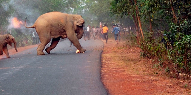 An award-winning image shows the moment two elephants had to run for their lives.