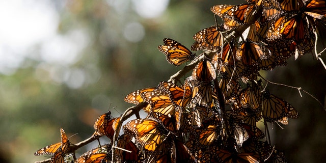 In this Jan. 4, 2015, file photo, a kaleidoscope of Monarch butterflies hang from a tree branch, in the Piedra Herrada sanctuary, near Valle de Bravo, Mexico. A Mexican environmentalist says studies released Friday, Dec. 18, 2015, show illegal loggers clear-cut at least 24 acres (10 hectares) in the monarch butterflies wintering grounds in central Mexico. (AP Photo/Rebecca Blackwell, File)