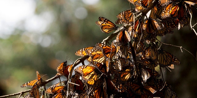In this Jan. 4, 2015, file photo, a kaleidoscope of Monarch butterflies hang from a tree branch, in the Piedra Herrada sanctuary, near Valle de Bravo, Mexico. A Mexican environmentalist says studies released Friday, Dec. 18, 2015, show illegal loggers clear-cut at least 24 acres (10 hectares) in the monarch butterflies wintering grounds in central Mexico. (AP Photo/Rebecca Blackwell, File)