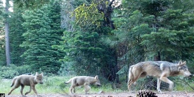 A wolf killed a cow in California for the first time in more than one hundred years, the Sacramento Bee reports. Pictured are a female gray wolf and two pups born this year in Lassen National Forest.