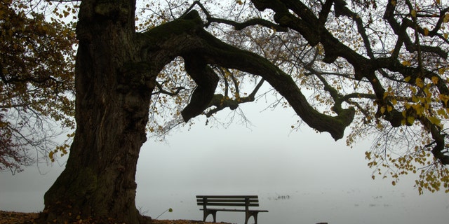 Park bench ona little lake under an old tree in the Nymphenburg Castle park in Munich, Germany on a foggy Autumn day.