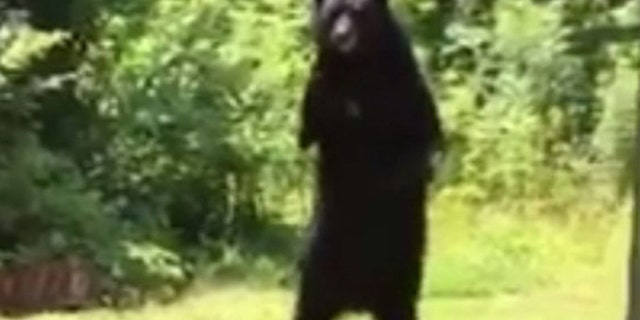 This undated image take from video shows a black bear nicknamed 'Pedals' walking on its hind legs in New Jersey