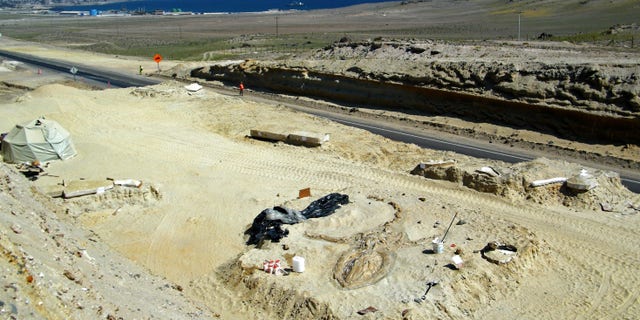 FILE - In this Aug. 24, 2010 FILE photo released by Chile's Paleontological Museum of Caldera, a prehistoric whale fossil lays in the Atacama desert near Copiapo, Chile. A team of Chilean and Smithsonian Institution scientists investigating the graveyard of marine mammal fossils say toxins generated by algae blooms most likely poisoned the animals millions of years ago. The study by a team of Chilean and Smithsonian Institution scientists was published Wednesday, Feb. 26, 2014 in the journal Proceedings of the Royal Society B. (AP Photo/Museo Paleontologico de Caldera, File)