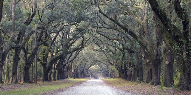 Oak Trees and Spanish Moss lining Street, Savannah, Georgia