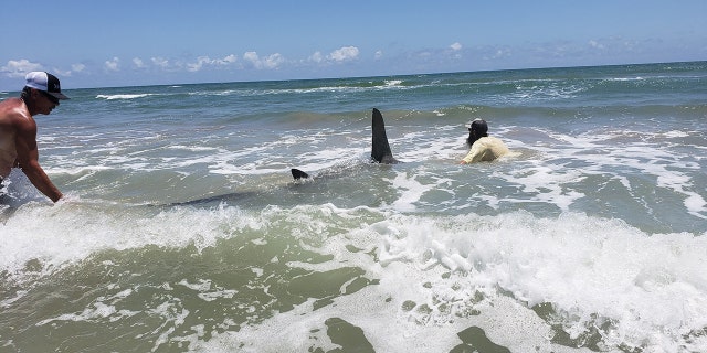 Adam said after the shark is caught, he works with “tremendous speed” to remove the hook and then will swim with the shark to make sure they are strong enough to return to the deep in order to “ensure a successful release.”