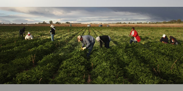 WELLINGTON, CO - OCTOBER 11: Mexican migrant workers harvest organic parsley at Grant Family Farms on October 11, 2011 in Wellington, Colorado. Although demand for the farm's organic produce is high, Andy Grant said that his migrant labor force, mostly from Mexico, is sharply down this year and that he'll be unable to harvest up to a third of his fall crops, leaving vegetables in the fields to rot. He said that stricter U.S. immigration policies nationwide have created a "climate of fear" in the immigrant community and many workers have either gone back to Mexico or have been deported. Although Grant requires proof of legal immigration status from his employees, undocumented migrant workers frequently obtain falsified permits in order to work throughout the U.S. Many farmers nationwide say they have found it nearly impossible to hire American citizens for seasonal labor-intensive farm work. (Photo by John Moore/Getty Images)