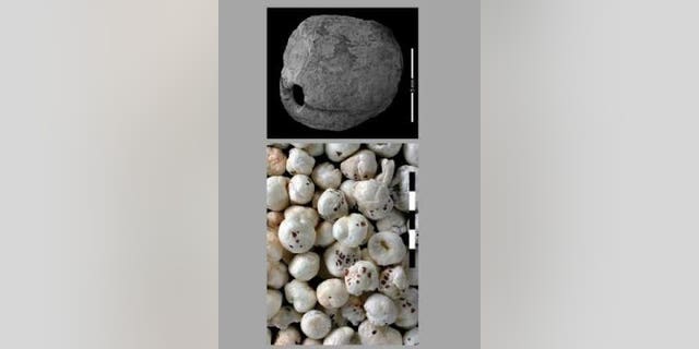 Euryale ferox, from the water lily family, is one of several plant species that are considered extinct in Israel and the Levant region and were found in excavations in the prehistoric site of Gesher Benot Ya'aqov. In eastern Asia its seeds are roasted and pop like popcorn. (Naama Goren Inbar, Yaakov Langsam)