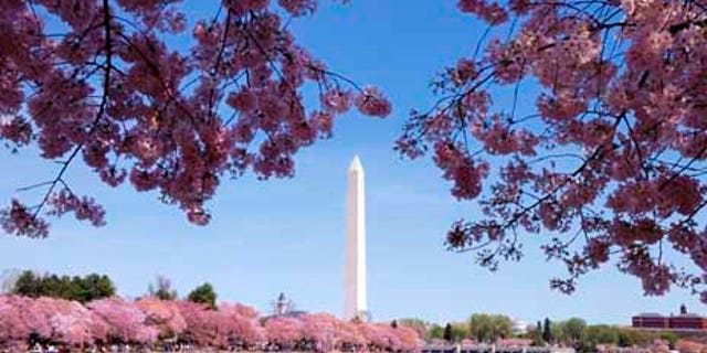 Washington DC cherry blossom