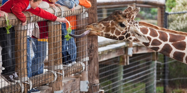 Zoo forced to put all its mammals on birth control | Fox News