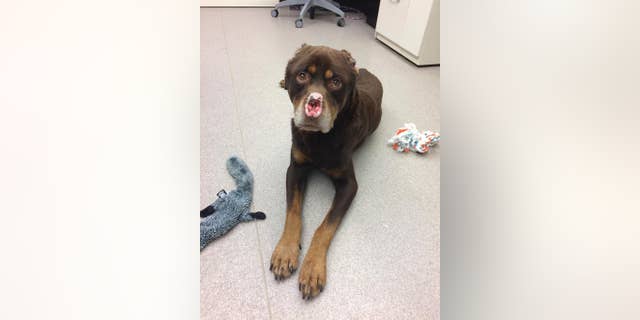 In this Jan. 18, 2017 photo released by the Michigan Humane Society, a Rottweiler mix appears with its ears and nose cut off in Detroit. Animal welfare authorities in Detroit are trying to find whoever is responsible for maiming a dog and offering a $2,500 reward for the arrest and conviction of whoever hurt the dog. (Michigan Humane Society via AP)