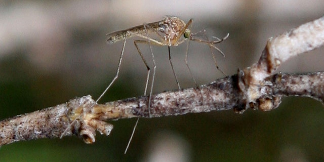 Stagnant water and trash are breeding grounds for mosquitoes.