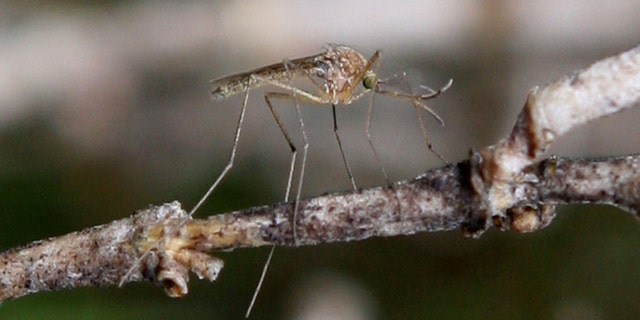 Stagnant water and trash are breeding grounds for mosquitoes.