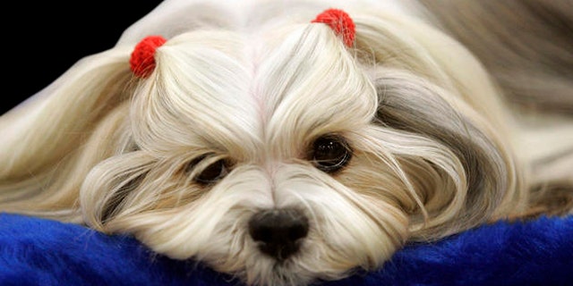 Penny from Heaven, a lhasa apso waits to be judged during the first day of the Westminster Dog Show Monday, Feb. 14, 2011 at Madison Square Garden in New York. (AP Photo/Jeff Christensen)