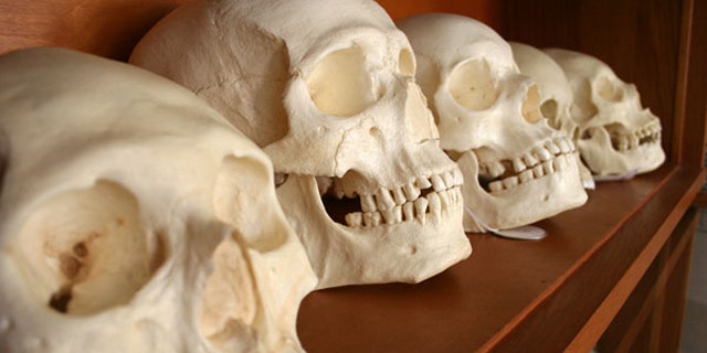 Skulls from a forensic anthropology lab.