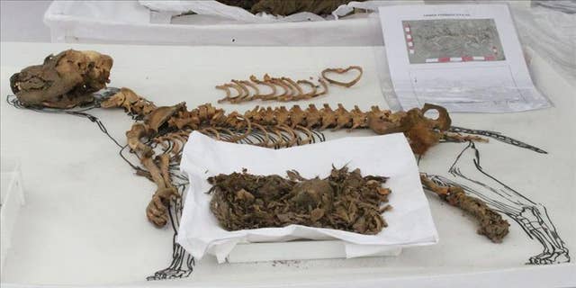 One of the 137 dogs, thought to be more than 900 years old, found in an archaeological complex in Lima, Peru.