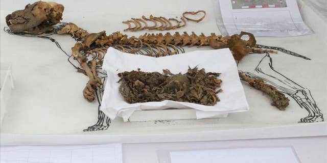One of the 137 dogs, thought to be more than 900 years old, found in an archaeological complex in Lima, Peru.