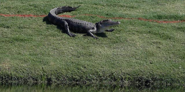 The gator wasn’t willing to go without a fight.