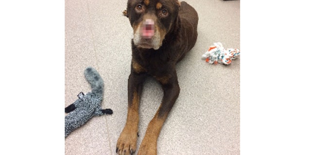 59826f02-dog