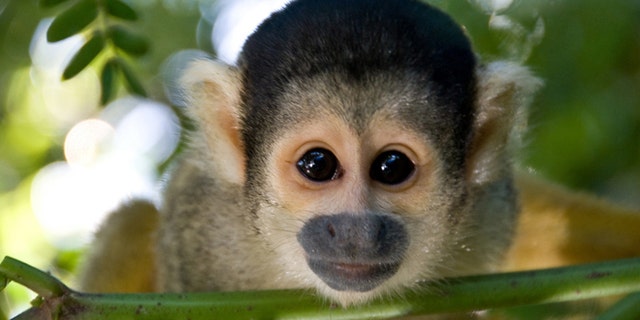 The world's top 10 wildlife destinations | Fox News The world's top 10 wildlife destinations | Fox News