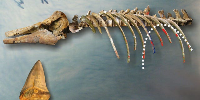 Paleontologists have performed a forensic style examination of the fossilized remains of a 4-million year old dolphin in order to find its killer.