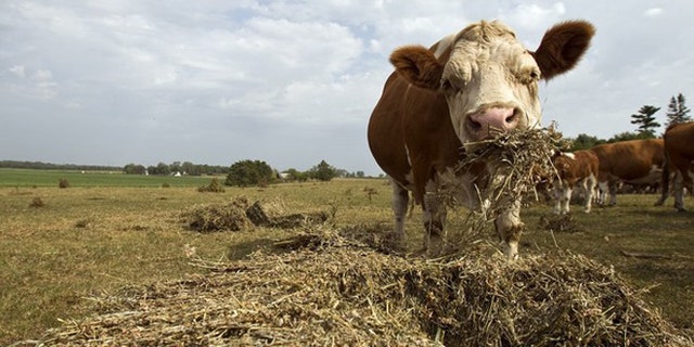 July 18, 2012: A cow feeds on hay near Rowley, Iowa.