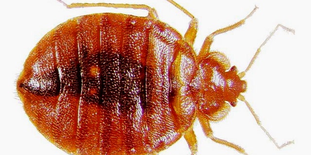 Adult bedbug at high magnification.