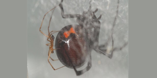 A black widow spider couple clings to a web. Recent research shows that males of the species seek out recently-fed females for mating.