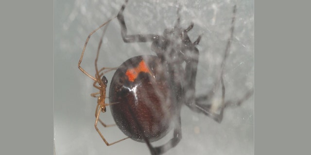 A black widow spider couple clings to a web. Recent research shows that males of the species seek out recently-fed females for mating.