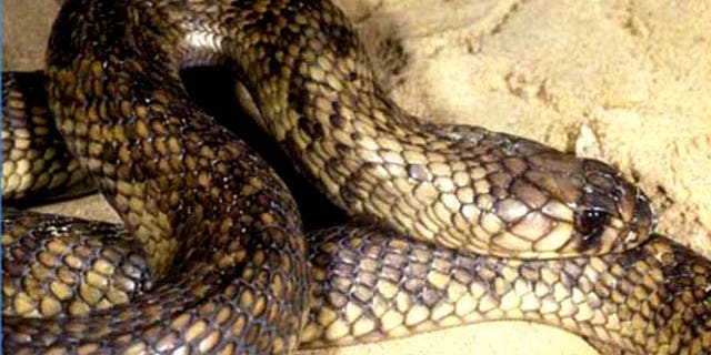 An Egyptian cobra, similar to the one seen here, has escaped from on off-exhibit enclosure at the Bronx Zoo March 25. The exhibit will remain closed until the snake is found, museum officials said.
