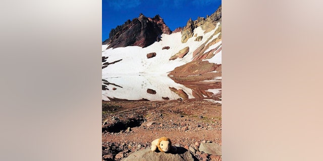This photo provided by Holly Spaman shows a small stuffed lion she found along the Broken Top Trail near Bend, Ore., July 16, 2018. A little girl who lost the lion on a hike in the Oregon backcountry was reunited with her favorite toy over the weekend after a community effort to identify her.