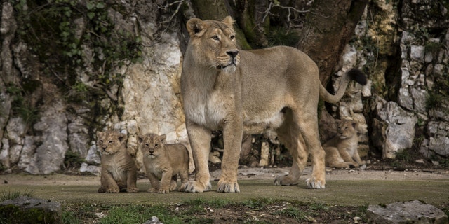 Asiatic lion Shiva, the mother of three cubs, looks out over her domain in the Besancon zoo, eastern France, Thursday, Feb. 27, 2014. The Besancon zoo held off announcing the December 31 2013 births until this week, afraid the two females and a male might not survive. There are about 300 Asiatic lions in the wild, all in an Indian reserve, according to the WWF. It's one of the world's rarest species. (AP Photo/Laurent Cipriani)